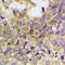 Paxillin antibody, abx133176, Abbexa, Western Blot image 