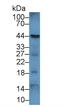 CD86 antibody, LS-C293024, Lifespan Biosciences, Western Blot image 