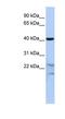 Secernin 2 antibody, NBP1-56896, Novus Biologicals, Western Blot image 