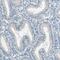 Deleted In Azoospermia Like antibody, PA5-54079, Invitrogen Antibodies, Immunohistochemistry frozen image 