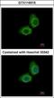 Ubiquitin Conjugating Enzyme E2 O antibody, GTX119315, GeneTex, Immunocytochemistry image 