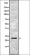 Autophagy Related 12 antibody, orb336937, Biorbyt, Western Blot image 