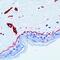 Laminin Subunit Alpha 1 antibody, PA5-16287, Invitrogen Antibodies, Immunohistochemistry paraffin image 