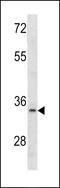 Aminoacyl TRNA Synthetase Complex Interacting Multifunctional Protein 1 antibody, MBS9214334, MyBioSource, Western Blot image 