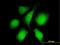 RAN Binding Protein 3 antibody, LS-C198578, Lifespan Biosciences, Immunofluorescence image 