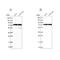 Lysyl-TRNA Synthetase antibody, NBP1-87705, Novus Biologicals, Western Blot image 