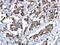 Zinc Finger Protein 703 antibody, NBP2-21043, Novus Biologicals, Immunohistochemistry paraffin image 