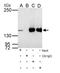 Replication Factor C Subunit 1 antibody, PA5-35965, Invitrogen Antibodies, Immunoprecipitation image 