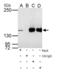 Replication Factor C Subunit 1 antibody, PA5-35965, Invitrogen Antibodies, Immunoprecipitation image 