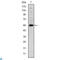 LIM Homeobox 2 antibody, LS-C812687, Lifespan Biosciences, Western Blot image 