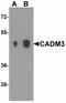 Cell Adhesion Molecule 3 antibody, NBP2-81834, Novus Biologicals, Western Blot image 