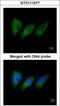Protein Kinase N2 antibody, GTX111577, GeneTex, Immunofluorescence image 