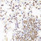 Caudal Type Homeobox 2 antibody, LS-C331597, Lifespan Biosciences, Immunohistochemistry frozen image 