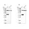 Ubiquitin Protein Ligase E3A antibody, NBP1-89092, Novus Biologicals, Western Blot image 