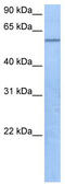 TRAF3 Interacting Protein 3 antibody, TA339552, Origene, Western Blot image 