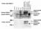 Diablo IAP-Binding Mitochondrial Protein antibody, ALX-804-333-C100, Enzo Life Sciences, Western Blot image 