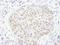 Thymine DNA Glycosylase antibody, NBP2-32248, Novus Biologicals, Immunohistochemistry frozen image 