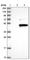 Leucine Rich Repeat Containing 23 antibody, HPA037766, Atlas Antibodies, Western Blot image 