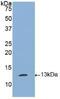 Plasminogen Activator, Tissue Type antibody, MBS2006820, MyBioSource, Western Blot image 