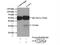 Chloride Intracellular Channel 1 antibody, 14545-1-AP, Proteintech Group, Immunoprecipitation image 