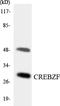 CREB/ATF BZIP Transcription Factor antibody, LS-C291833, Lifespan Biosciences, Western Blot image 