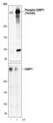 Tumor Protein P53 Binding Protein 1 antibody, PA5-17000, Invitrogen Antibodies, Western Blot image 
