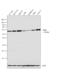 Protein Disulfide Isomerase Family A Member 5 antibody, PA3-007, Invitrogen Antibodies, Western Blot image 