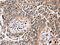 Alpha-L-Fucosidase 1 antibody, CSB-PA799040, Cusabio, Immunohistochemistry frozen image 