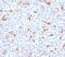 CF Transmembrane Conductance Regulator antibody, 34-037, ProSci, Immunofluorescence image 
