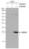 High Mobility Group Box 2 antibody, GTX129464, GeneTex, Western Blot image 