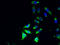 Phospholipase D Family Member 4 antibody, A51089-100, Epigentek, Immunofluorescence image 