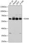 Endothelial Cell Adhesion Molecule antibody, A08102, Boster Biological Technology, Western Blot image 