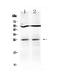 TNF Superfamily Member 14 antibody, PA5-80167, Invitrogen Antibodies, Western Blot image 