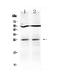 TNF Superfamily Member 14 antibody, PA5-80167, Invitrogen Antibodies, Western Blot image 