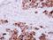 Fibrinogen Gamma Chain antibody, NBP1-32436, Novus Biologicals, Immunohistochemistry paraffin image 
