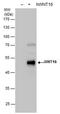 Wnt Family Member 16 antibody, PA5-78493, Invitrogen Antibodies, Western Blot image 