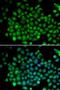 Ubiquitin D antibody, LS-C748447, Lifespan Biosciences, Immunofluorescence image 