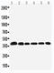 Nucleophosmin 1 antibody, LS-C313071, Lifespan Biosciences, Western Blot image 