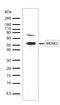 MDM2 Proto-Oncogene antibody, 700555, Invitrogen Antibodies, Western Blot image 