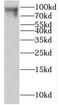 Intraflagellar Transport 80 antibody, FNab04161, FineTest, Western Blot image 