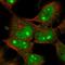 Chromosome 1 Open Reading Frame 131 antibody, HPA028452, Atlas Antibodies, Immunofluorescence image 