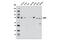 Protein Phosphatase, Mg2+/Mn2+ Dependent 1D antibody, 11901S, Cell Signaling Technology, Western Blot image 