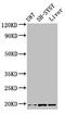 Thymic Stromal Lymphopoietin antibody, LS-C394872, Lifespan Biosciences, Western Blot image 