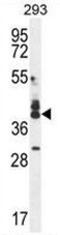 CUB and zona pellucida-like domain-containing protein 1 antibody, AP51141PU-N, Origene, Western Blot image 