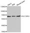 Solute Carrier Family 38 Member 3 antibody, STJ25582, St John