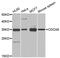 Cell Division Cycle Associated 8 antibody, MBS127771, MyBioSource, Western Blot image 