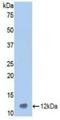 Vitronectin antibody, LS-C722967, Lifespan Biosciences, Western Blot image 