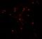 Autophagy Related 4C Cysteine Peptidase antibody, NBP2-81954, Novus Biologicals, Immunocytochemistry image 