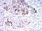 Secretoglobin Family 2A Member 2 antibody, NBP1-51671, Novus Biologicals, Immunohistochemistry frozen image 