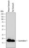 Gastrokine 1 antibody, MA5-24367, Invitrogen Antibodies, Western Blot image 